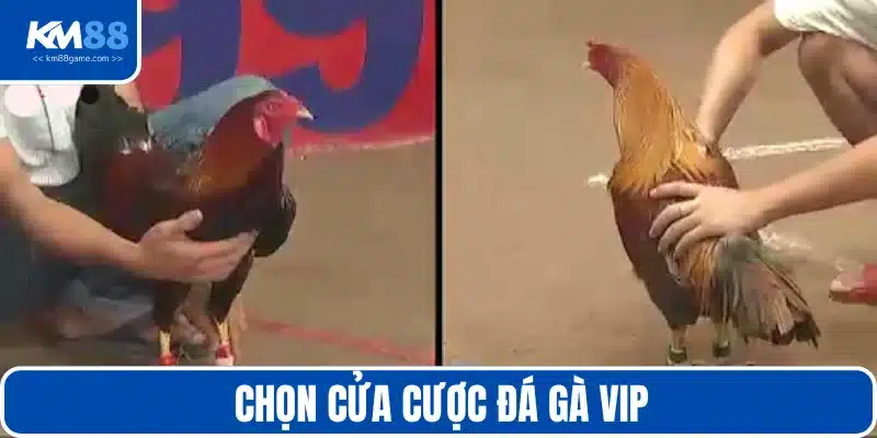 Các cửa cược quan trọng cần hiểu rõ