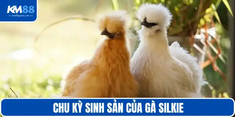 Chu kỳ sinh sản đặc biệt của giống gà Silkie