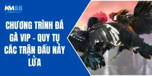 Chương Trình Đá Gà VIP - Quy Tụ Các Trận Đấu Nảy Lửa