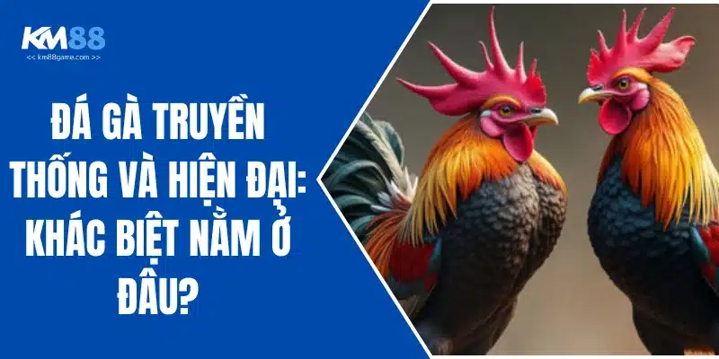 Đá Gà Truyền Thống Và Hiện Đại: Khác Biệt Nằm Ở Đâu?