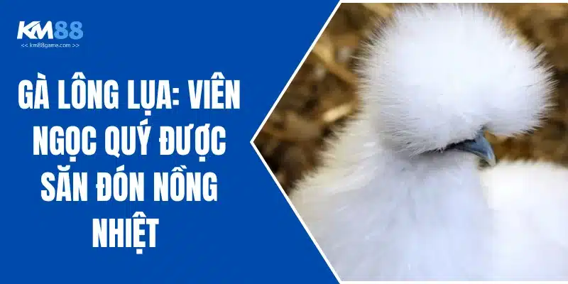 Gà Lông Lụa: Viên Ngọc Quý Được Săn Đón Nồng Nhiệt