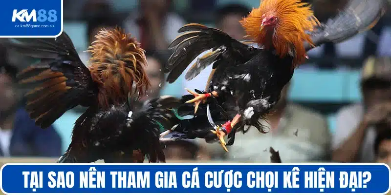 Lợi ích tham gia chơi đá gà trực tuyến hiện đại