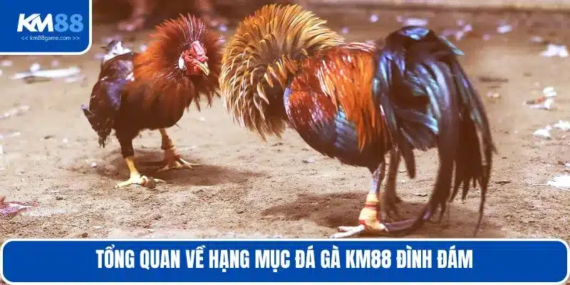 Tổng quan về hạng mục đá gà KM88 đình đám 